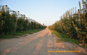 Vellsam, manzanas, Serbia.