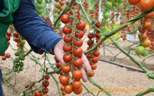Tomate cherry Mandello, Rijk Zwaan.
