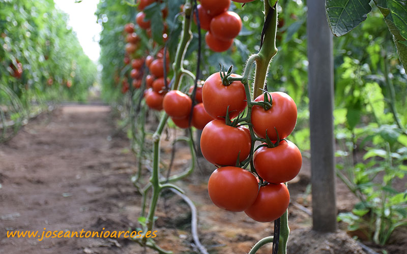 Lupión y Rodríguez evalúa con Asfertglobal el cultivo de tomate en condiciones adversas