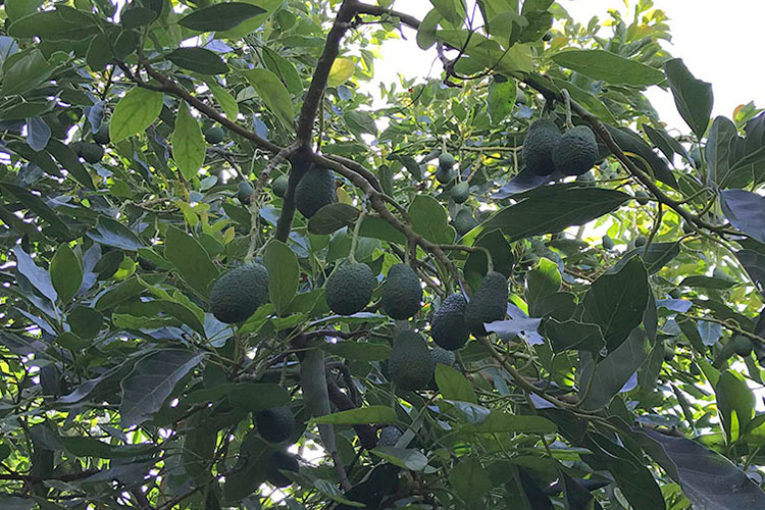 Estudio para regar menos en el aguacate y producir más