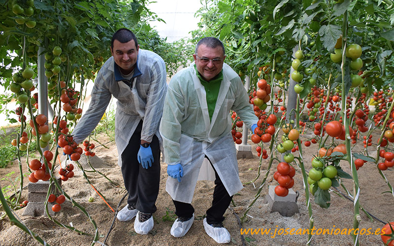 El jardín de tomates de Seminis