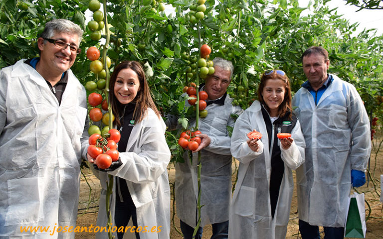 Tomate Barbarela de Vilmorin Mikado.