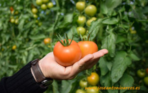 Tomate Fahara de Agrinature