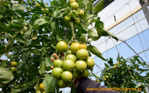 Tomate Fahara de Agrinature