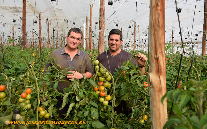De ganaderos a productores de tomate Fahara