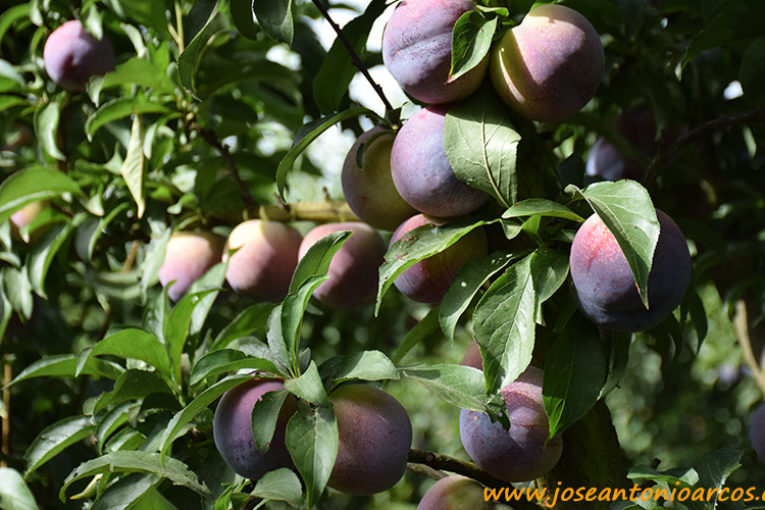 Si el IPC sube por la fruta, ¿por qué baja el precio al agricultor?