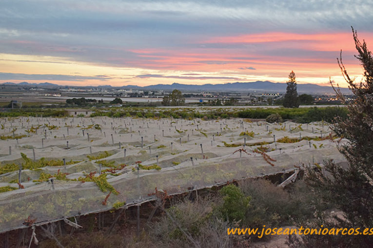 Murcia inicia sus primeros envíos de uva de mesa a Vietnam