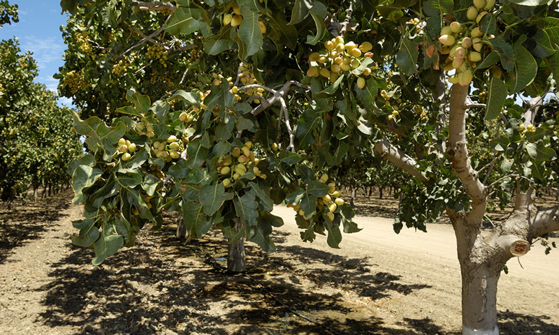 El pistacho en España eleva su superficie un 30%