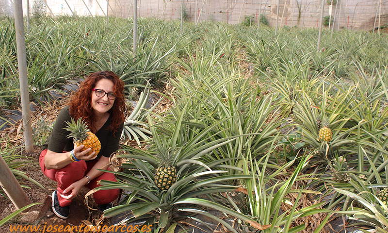 Piña en invernadero. Tropicales alternativos en Canarias