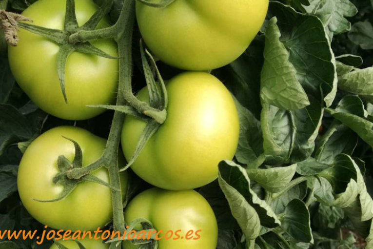 Coexphal denuncia la reventa de tomate marroquí como almeriense