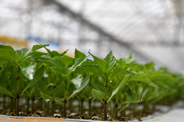 Las plántulas incorporan microorganismos desde el semillero