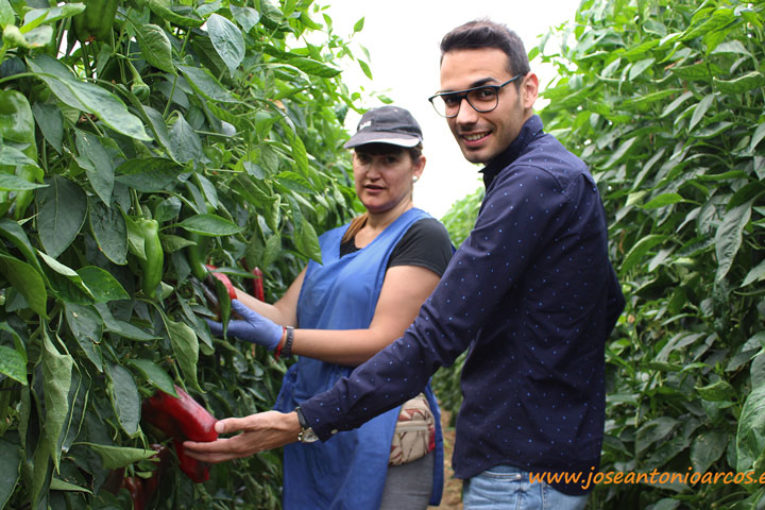 Pimientos en Almería a las puertas del verano
