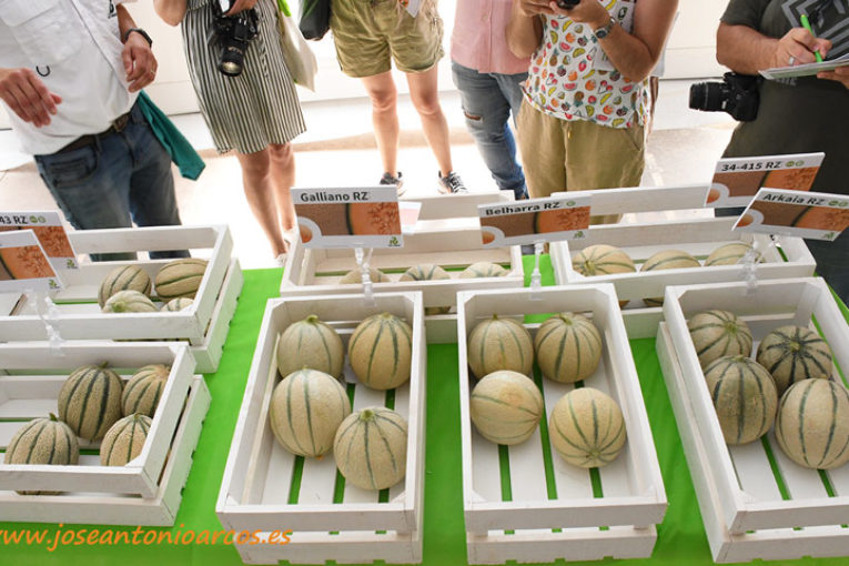 Melones resistentes a pulgón y a la última raza de oídio