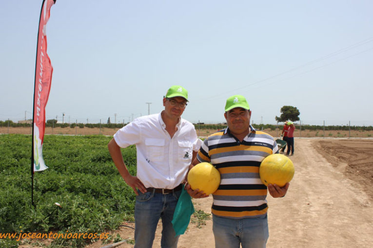 Rijk Zwaan innova con sandías amarillas