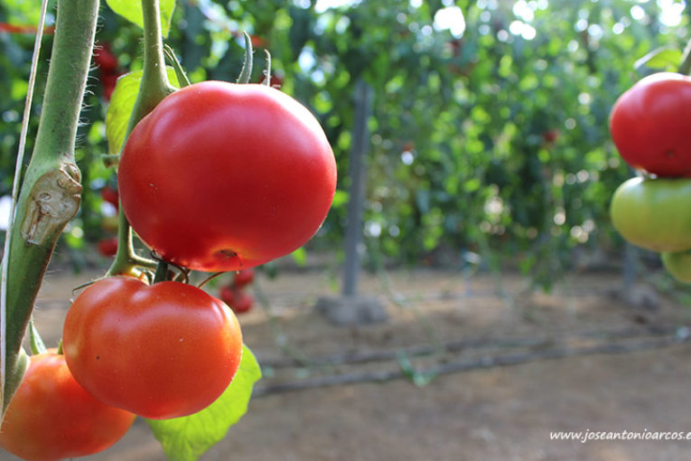 Prevención ante el nuevo virus que amenaza al tomate