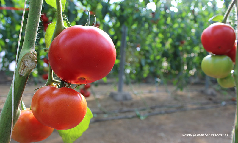 Prevención ante el nuevo virus que amenaza al tomate