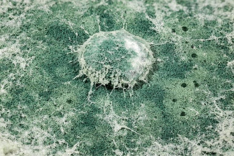 Tras la desinfección, Trianum devuelve la vida al suelo