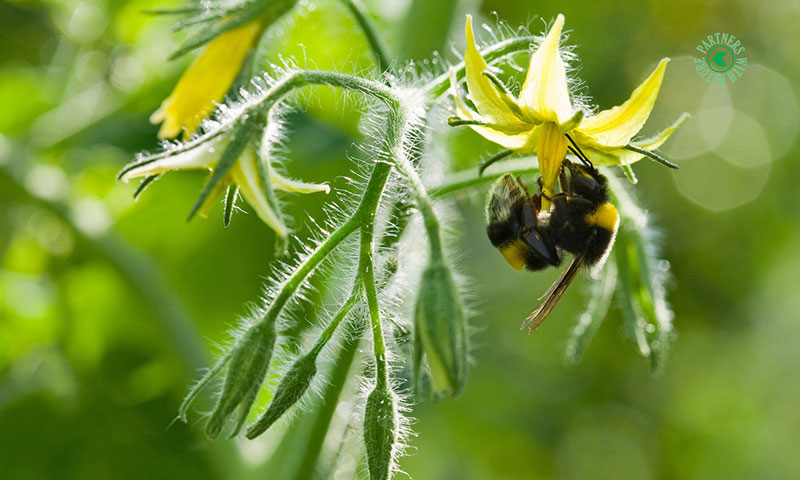 Koppert recomienda evitar la luz solar directa sobre las colmenas de abejorros