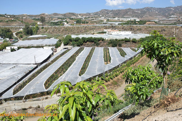 Málaga, líder en exportación de subtropicales