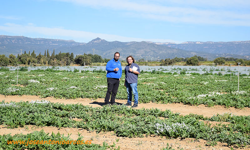 Verdcamp nos muestra la hortofruticultura de Tarragona