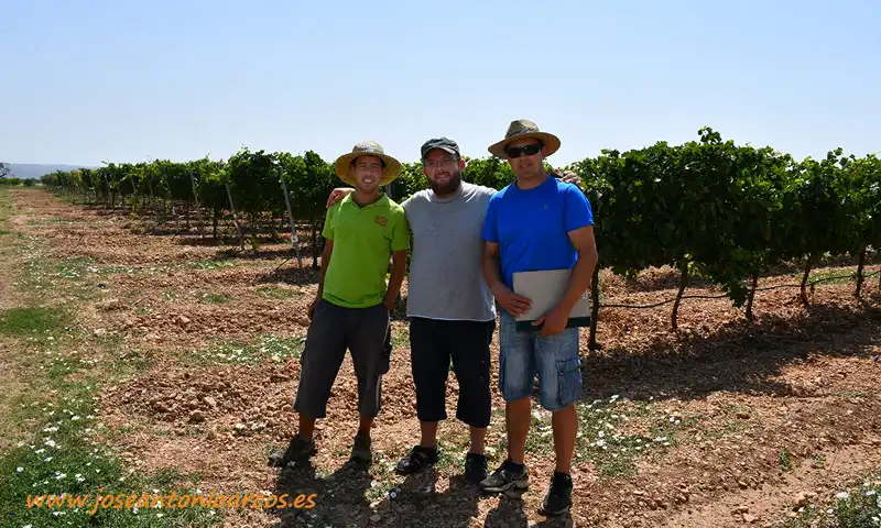 La viticultura en tierras de Navarra