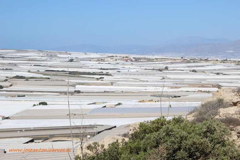 Pros y contras de cultivar en verano sin mallas