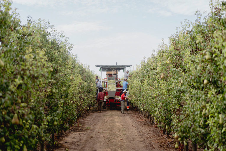 Caerá la cosecha de manzana y pera, 16% y 7% menos