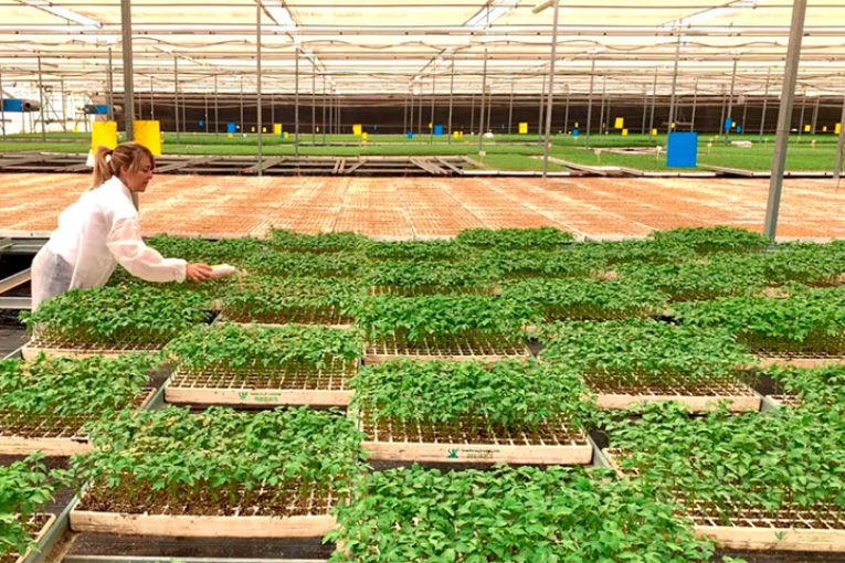 Koppert apuesta por la suelta manual de ‘Nesi’ en semillero