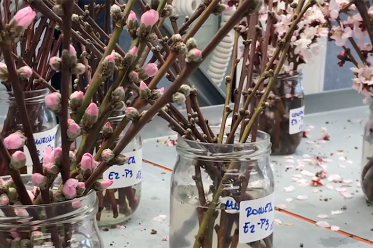 Restos de poda de melocotoneros convertidos en flor ornamental