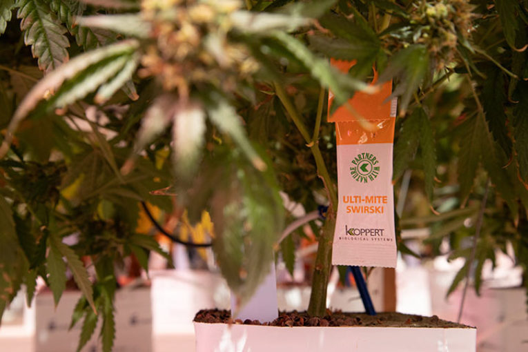 El control biológico en cannabis para uso medicinal