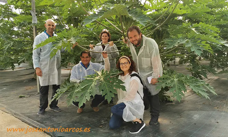 Finca de papaya de UAL-Anecoop en Almería. Semillas del Caribe. /joseantonioarcos.es