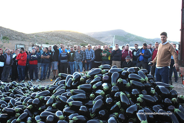 Los agricultores tiran en Dalías berenjenas y pimientos por los bajos precios. /joseantonioarcos.es