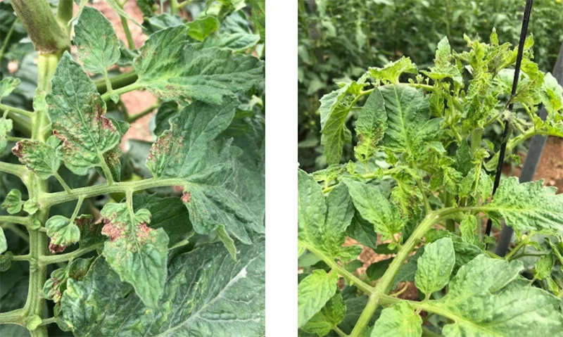 Medidas fitosanitarias para aislar al rugoso del tomate