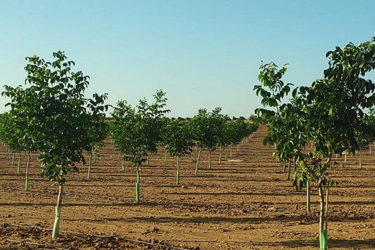 El nogal es el cultivo invitado este año en la feria de Don Benito