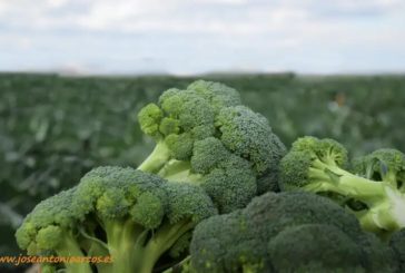 El sector del brócoli prevé crecer en 2020