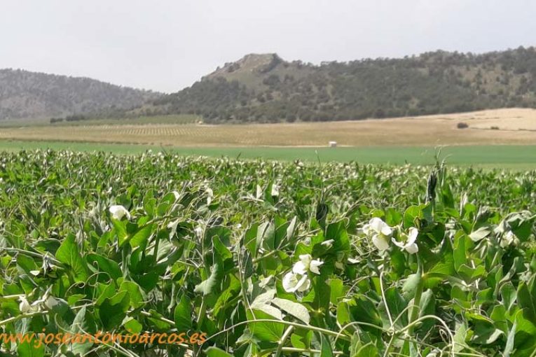 Ingenieros temen la dispersión de las competencias del medio rural