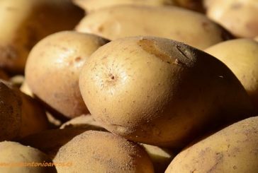 Soluciones biológicas frente plagas y enfermedades en patata