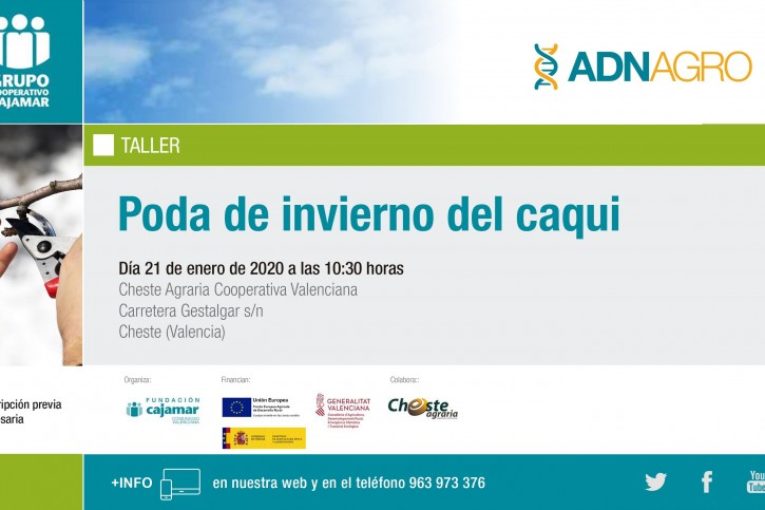 Día 21 de enero. Poda de invierno del caqui