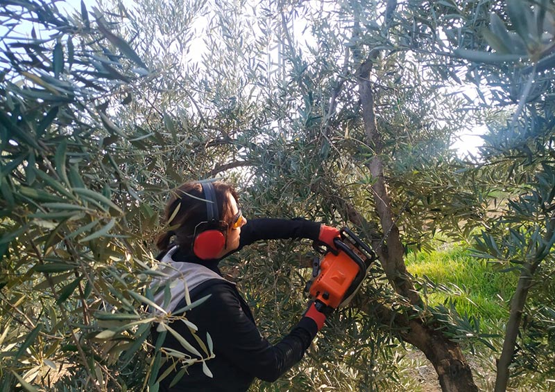 Poda en el olivar andaluz. /joseantonioarcos.es