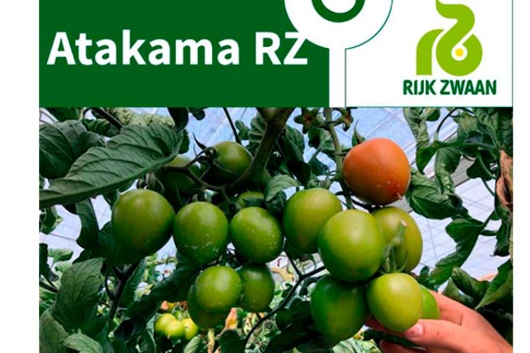 Día 18 de febrero. Jornada de tomate de Rijk Zwaan
