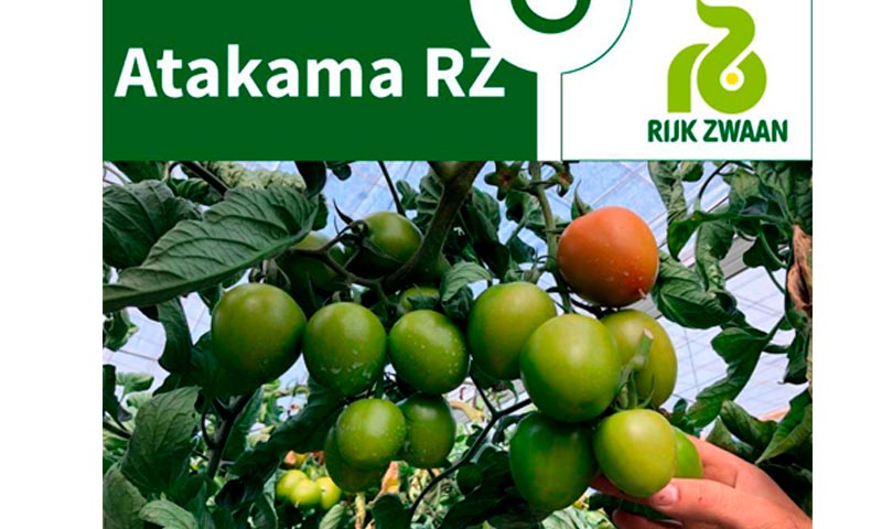 Día 18 de febrero. Jornada de tomate de Rijk Zwaan