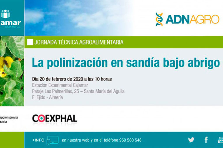 Día 20 de febrero. La polinización en sandía bajo abrigo