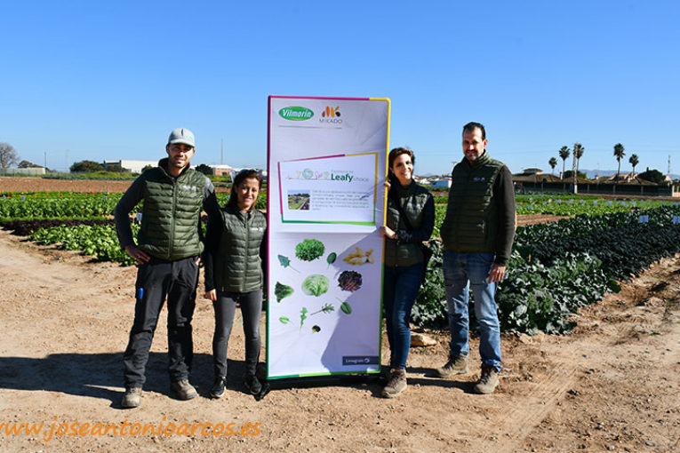 Lechugas con más resistencias y mejor adaptabilidad