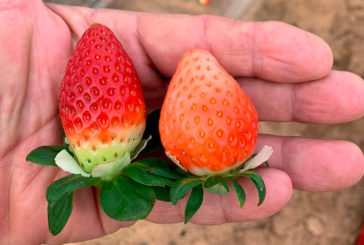 La fresa si no es roja, no es fresa. Ecoculture mejora su coloración