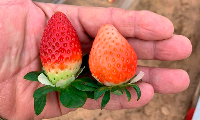 La fresa si no es roja, no es fresa. Ecoculture mejora su coloración