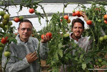 Axia Semillas irrumpe con fuerza en tomate