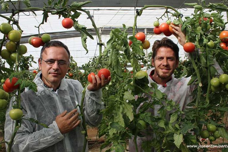 Axia Semillas irrumpe con fuerza en tomate