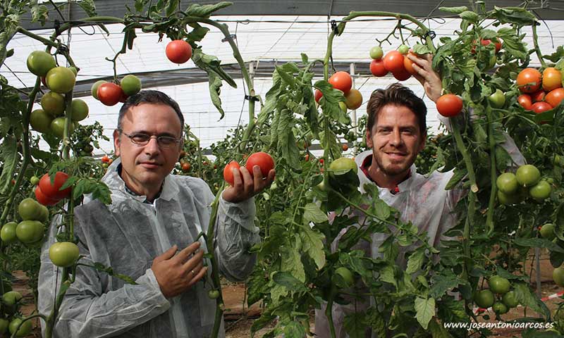 Axia Semillas irrumpe con fuerza en tomate