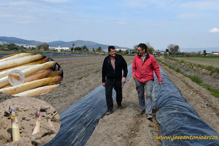 Calçots y espárragos de Gavá, nuestra última visita de campo
