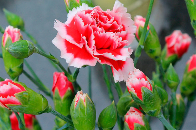 Los productores de flores, los más castigados por el coronavirus